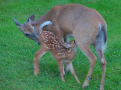 "Rites of Spring" - Marge Ahlin, MBCC Trustee and her husband, snapped these Downeast residents and their progeny (doe and nursing fawn) on their lawn in Machias.